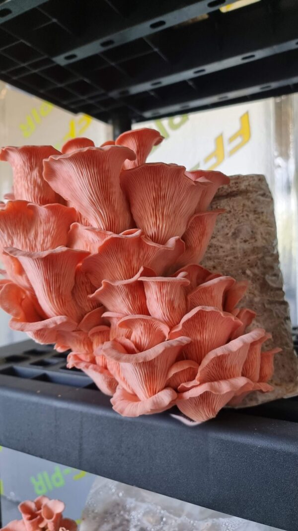 20230717_105420 Rožinės kreivabudės