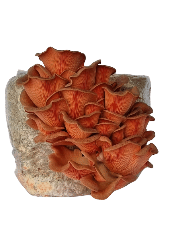 ALL-IN-ONE kietmedžio substratas + Skysta grybiena