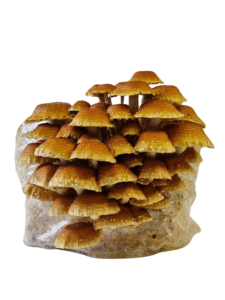 Kaštoninių grybų