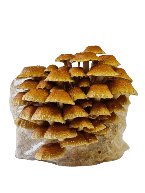 Kaštoninių grybų