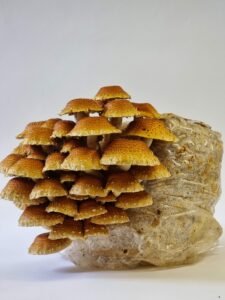 Kaštoninių grybų