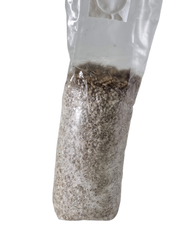 Grybiena ant grūdų