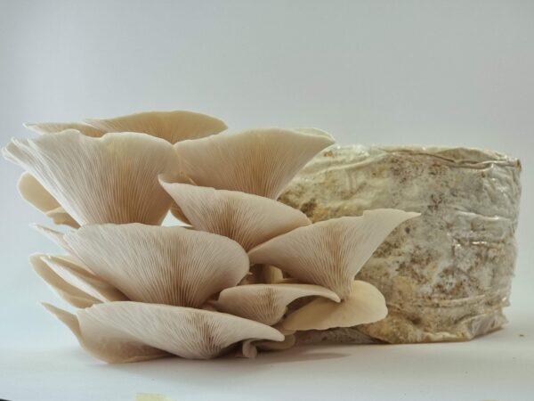 Baltosios perlinė kreivabudės