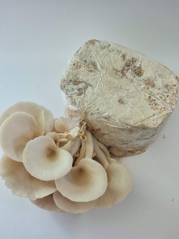 Baltosios perlinė kreivabudės