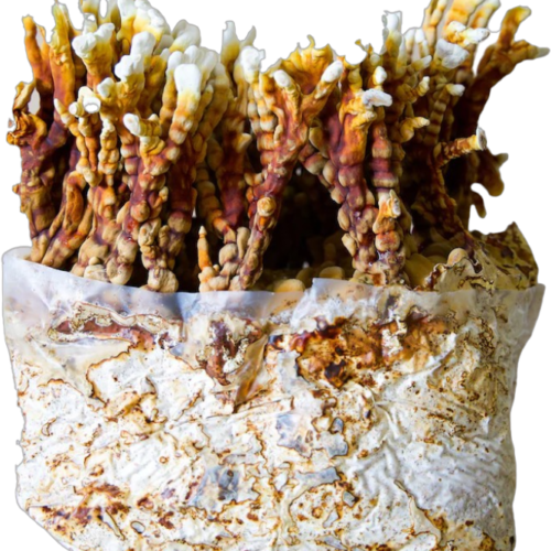 reishi-mushroom-grow-kit Reishi auginimo rinkinys