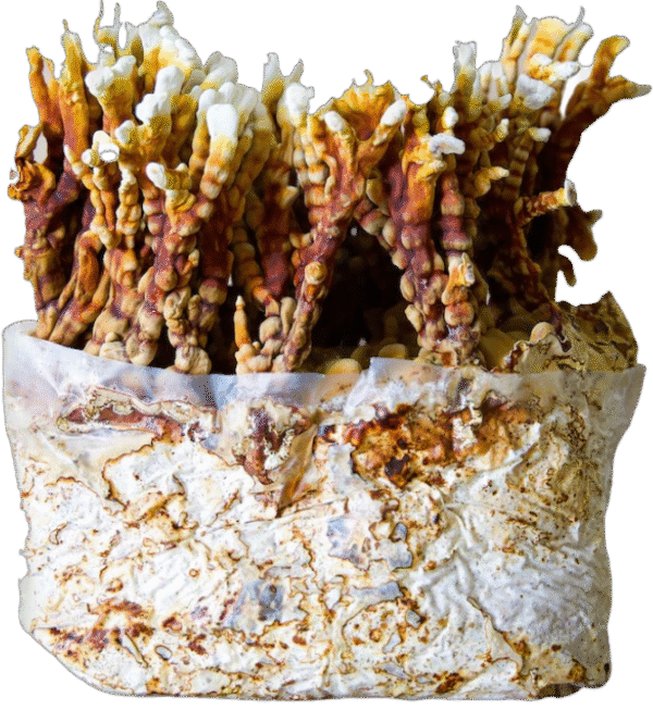 reishi-mushroom-grow-kit Reishi auginimo rinkinys