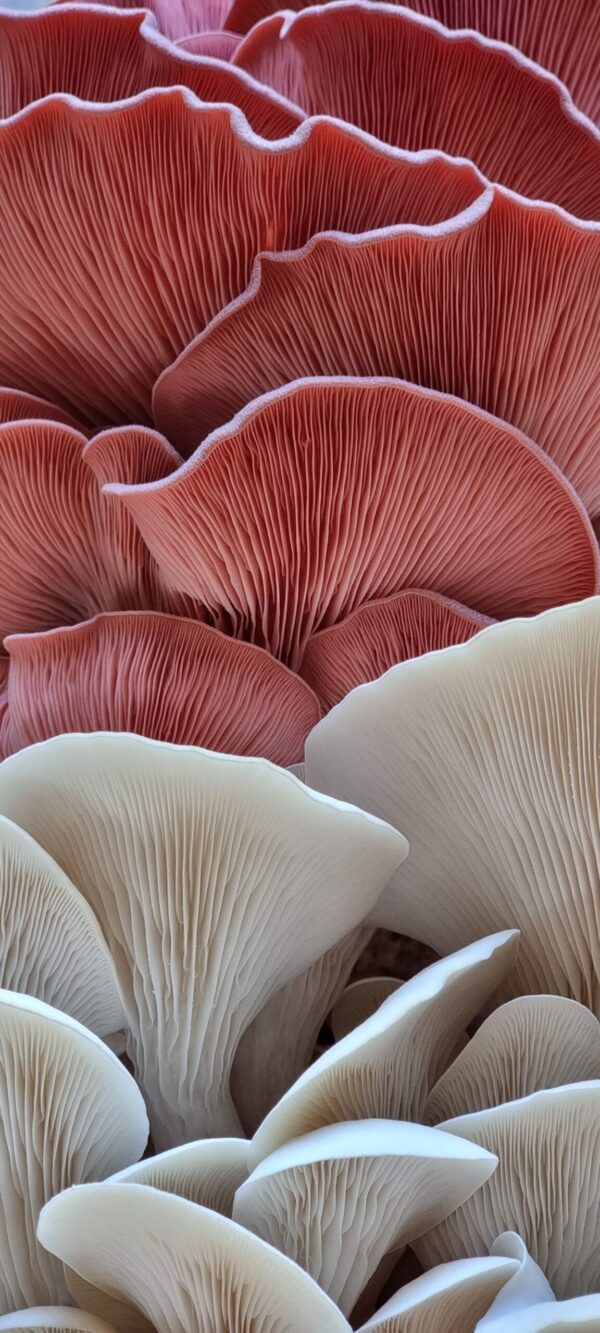 Rožinių ir Baltų kreivabudžių auginimo rinkiniai