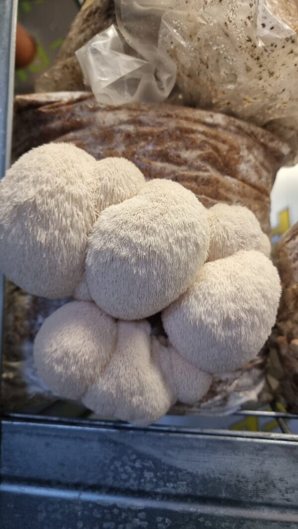 Liūto karčių kapsulės