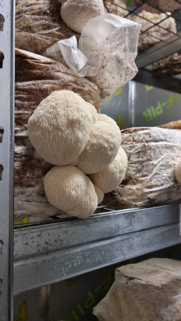 Liūto karčių kapsulės