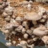 Shiitake - Skysta kultūra 10ml