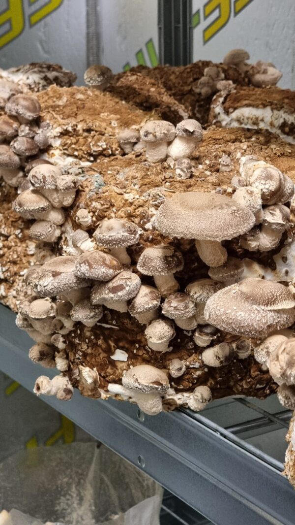 Shiitake - Skysta kultūra 10ml