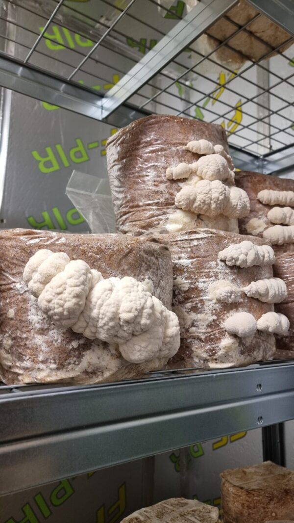 Liūto karčių kapsulės