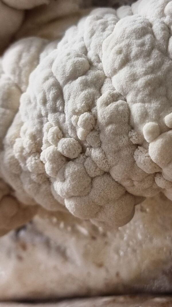 Liūto karčių kapsulės