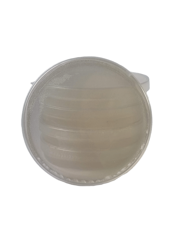 20240211_130718 Agaro petri lėkštelės 5vnt