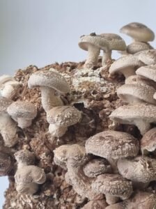 20240211_154030 Shiitake