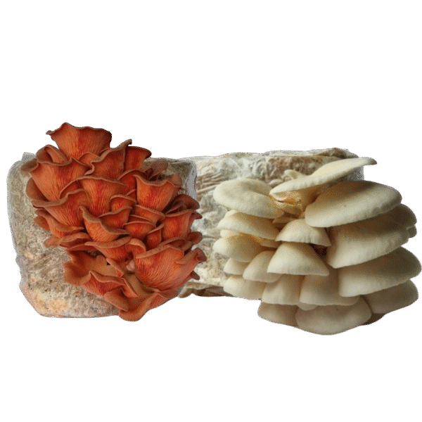 rožinė ir balta kreivabudės