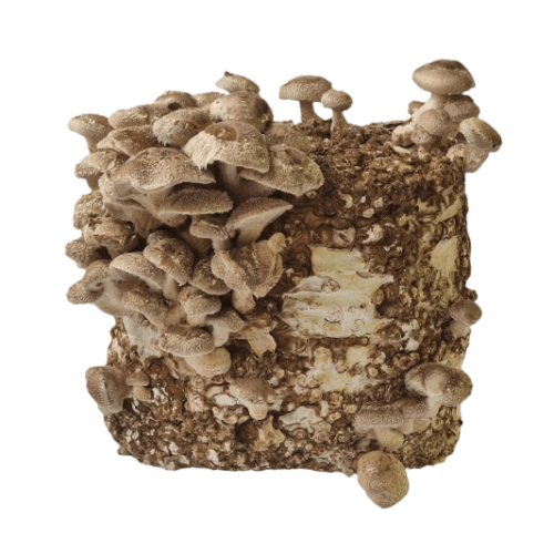 Shiitake