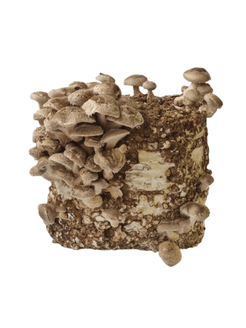 Shiitake