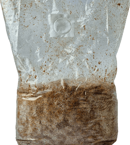Šitake grybiena pjuvenose