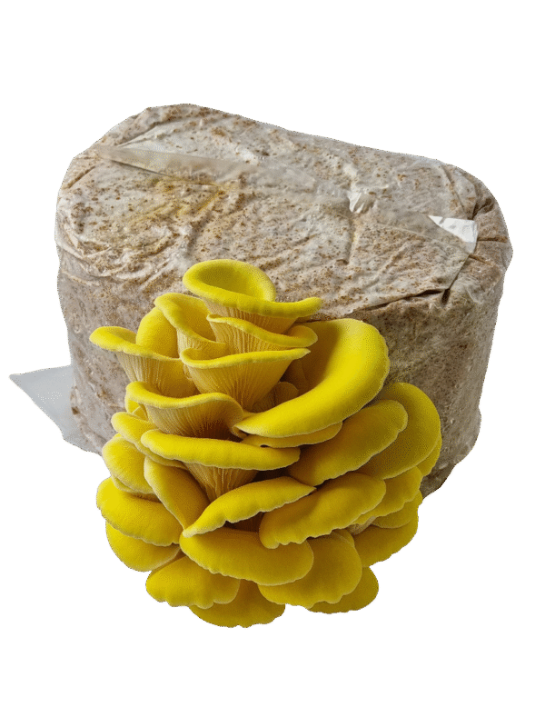 Citrininės kreivabudės