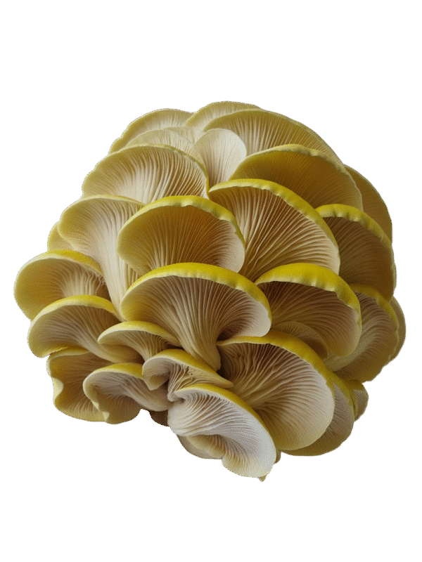 Citrininės kreivabudės