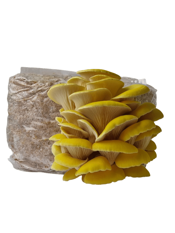 Citrininė kreivabudė