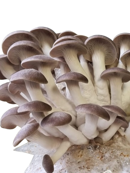 Juodoji perlinė kreivabudė - Skysta kultūra 10ml