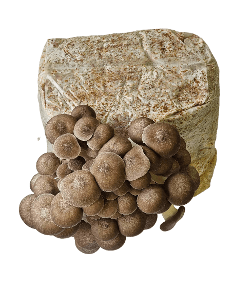 Juodosios perlinės kreivabudės