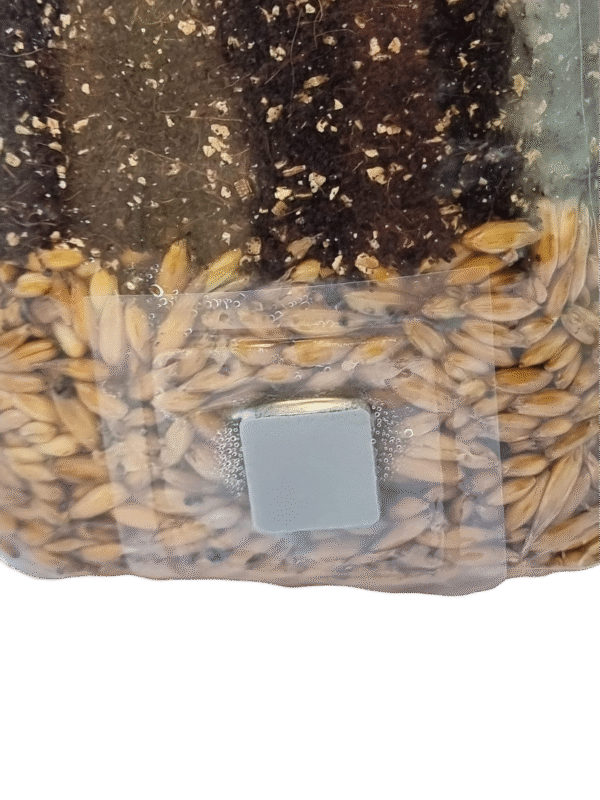 savaime uzgijanti anga