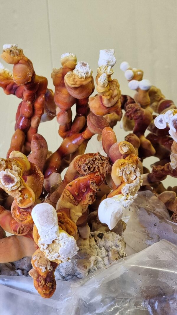 Reishi grybienos agaro Petri lėkštelė