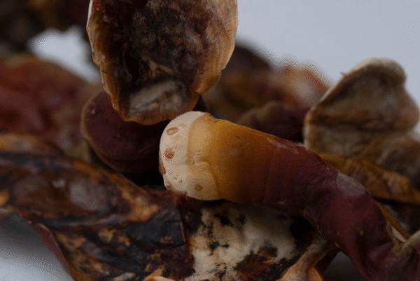 Džiovinti Reishi Milteliai