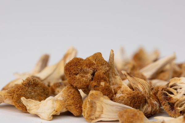 Džiovinti Liūto karčių grybų milteliai