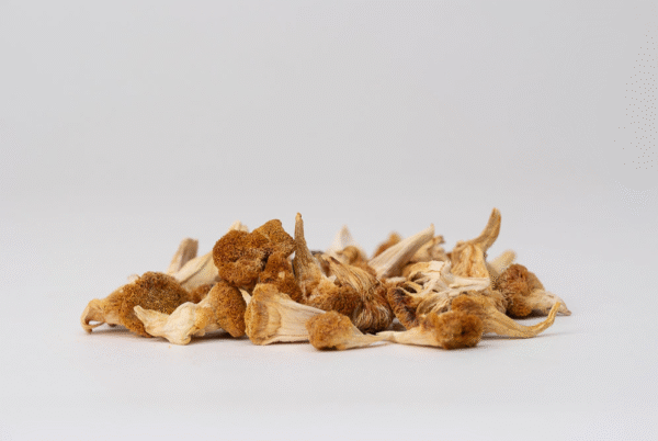 Džiovinti Liūto karčių grybų milteliai