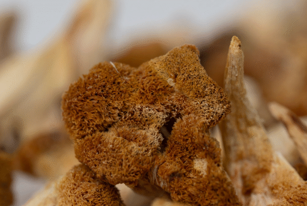 Džiovinti Liūto karčių grybų milteliai