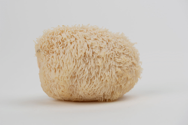 Džiovinti Liūto karčių grybų milteliai