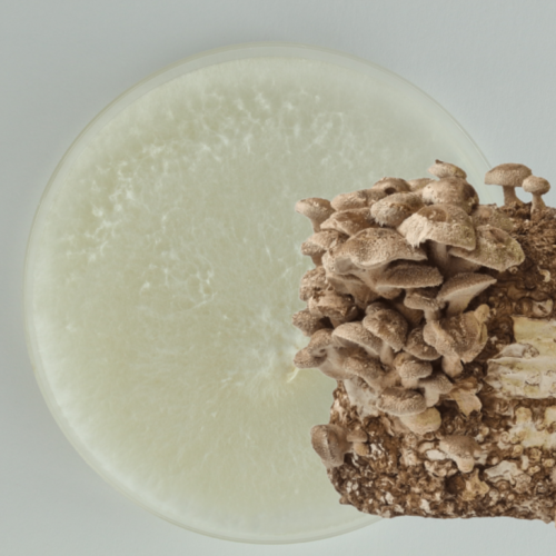 Shiitake grybienos agaro Petri lėkštelė