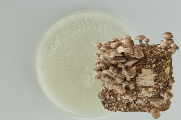 Shiitake grybienos agaro Petri lėkštelė