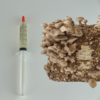 Shiitake - Skysta kultūra 10ml