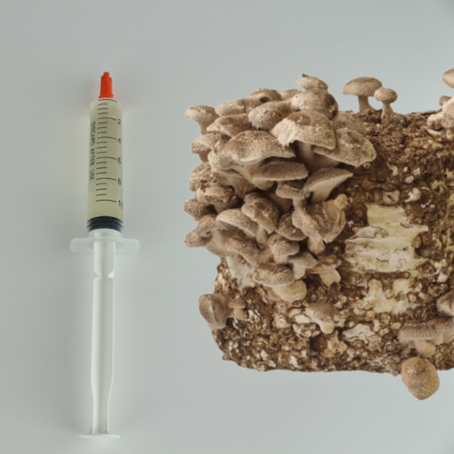 Shiitake - Skysta kultūra 10ml