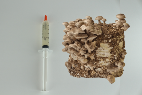 Dizainas be pavadinimo (18) Shiitake - Skysta kultūra 10ml