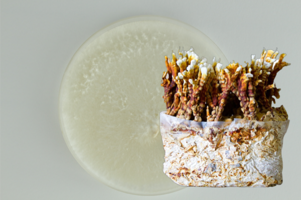 Reishi grybienos agaro Petri lėkštelė