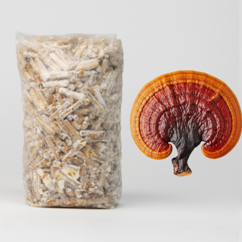 Reishi grybienos kaišteliai