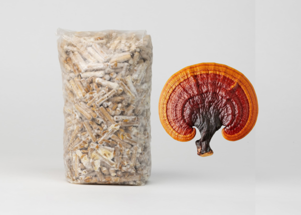 Reishi grybienos kaišteliai