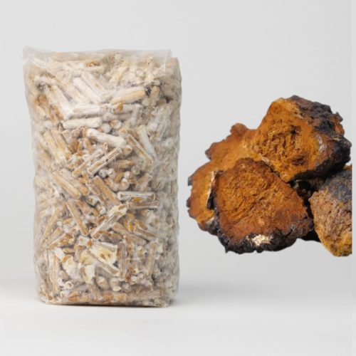 Chaga grybienos kaišteliai