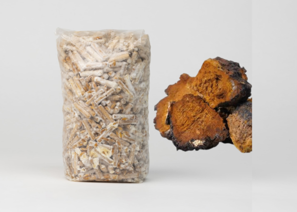 Chaga grybienos kaišteliai