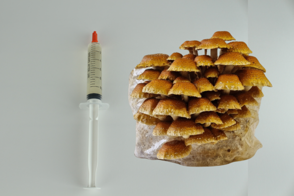 Dizainas be pavadinimo (9) Kaštoninis grybas - Skysta kultūra 10ml